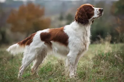 En stolt welsh springer spaniel står i gräset, med sin vackra vit-bruna päls och uppmärksamma blick.