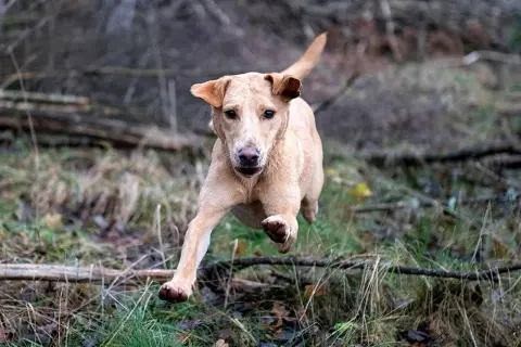 En ljusbrun hund i full fart genom skogen, redo för sitt råfoder.