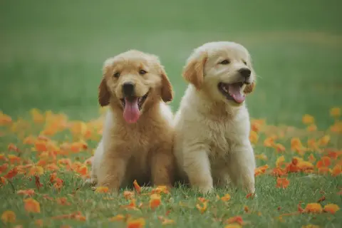 Två glada golden retriever-valpar sitter i gräset bland höstlöv. Perfekta hundnamn på o: Oden och Odin.