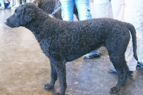 En curly coated retriever med lockig päls. En drömhund för många, men kan vara en utmaning vid allergi.