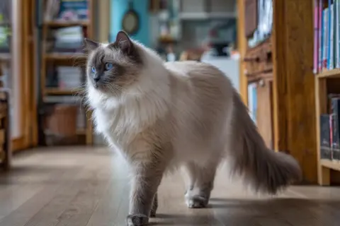 En vacker ragdoll vs birma katt med blå ögon står på ett trägolv.