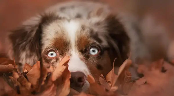 En hund med isblå ögon kikar fram bakom höstlöv. Denna ekollon hund njuter av hösten.