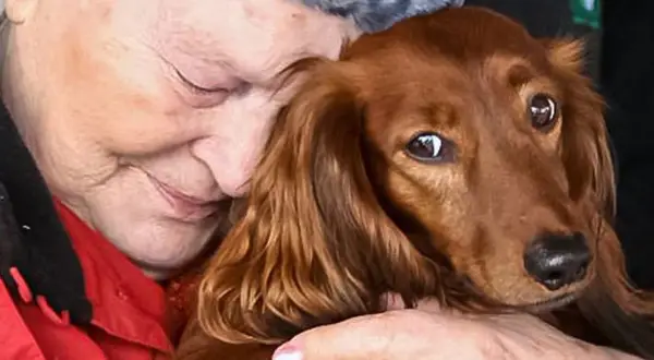 En äldre kvinna kramar en långhårig tax. Hunden ser lite orolig ut, som om den nyligen hittat bortsprungen hund.