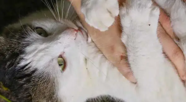 En närbild på en katt som ligger på rygg, med en hand som smeker den. Kattens svans viftar på svansen i en lekfull gest.