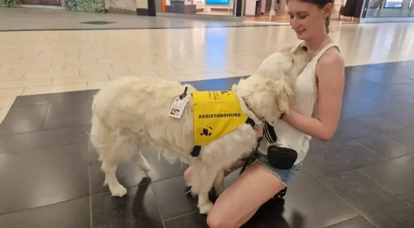En ung kvinna kramar sin assistanshund, en vit golden retriever, som bär en gul väst med texten "ASSISTANSHUND". Hunden är en viktig följeslagare för en hund med diabetes.