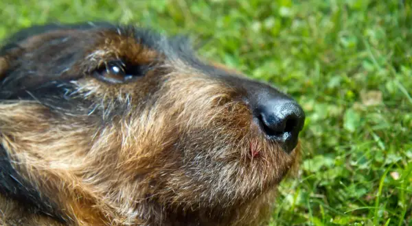 En hund med en svullen tass vilar i gräset.