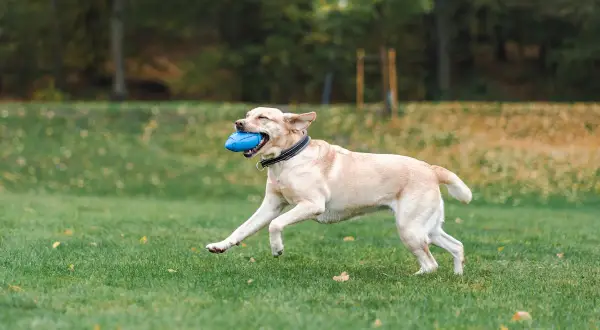 Glad labrador springer med blå leksak i munnen på en grön gräsmatta. En hund som får fiberrik mat mår bra!