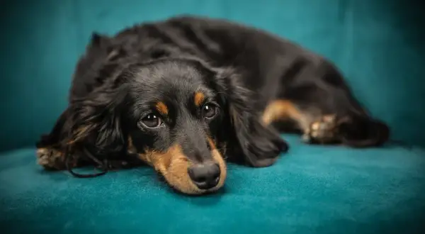 En långhårig tax vilar på en turkos soffa. Den ser lite ledsen ut, kanske saknar den sin familj vid delad vårdnad hund.