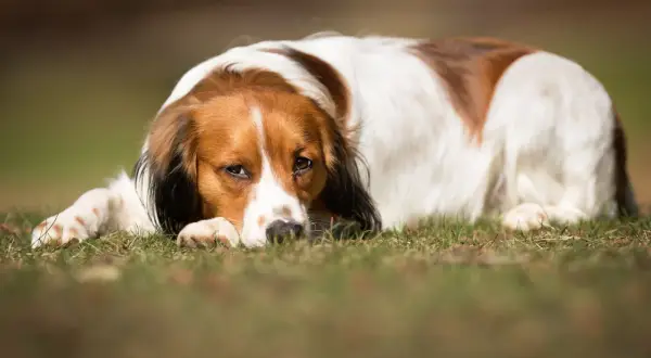 En brunvit hund vilar på gräset, ser lite trött ut. Kanske har den leversjukdom hund och behöver vila.