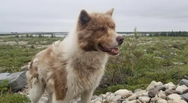En ståtlig kanadensisk eskimohund med brun och vit päls står i ett stenigt landskap med grön vegetation och en sjö i bakgrunden.