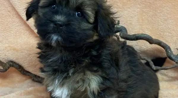 En söt bichon frisé svart valp med stora ögon sitter på en mjuk, persikofärgad filt.