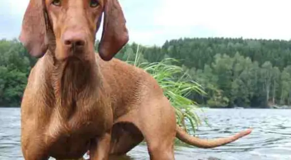 En ståtlig ungersk vizsla står i grunt vatten vid en sjö, med en skogsklädd strand i bakgrunden.
