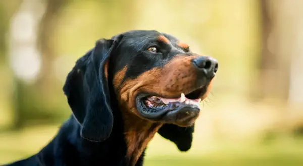 En stilig svart och brun hund med öppen mun, redo för ett äventyr. Kanske en hund att låna för en dag i parken?