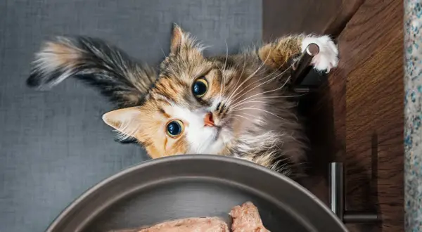 En katt med stora ögon tittar ner på en skål med helfoder.