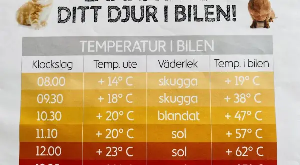 En skylt med en kattunge och en tax varnar för att lämna djur i bilen. En tabell visar hur temperaturen i bilen stiger snabbt, även vid normal temp hund.