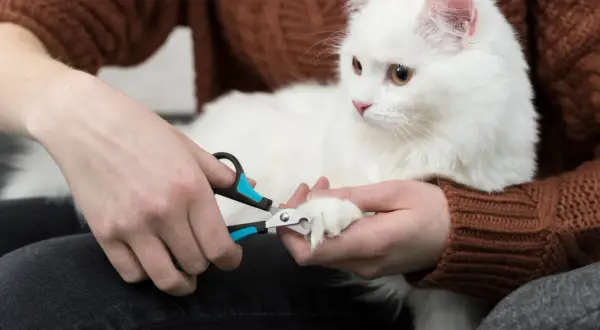En person klipper klorna på en vit katt.