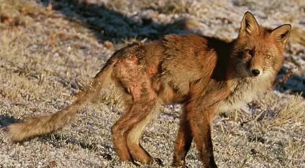 Räv med synliga hudskador, som kan likna hur skabb ser ut på hund. Pälsen är tunn och huden röd och irriterad.