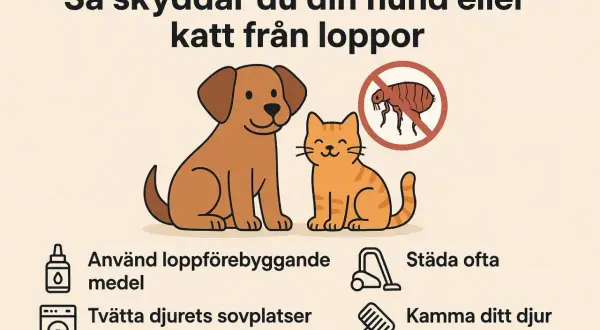 En glad hund och katt bredvid en skylt med en loppa och ett förbudstecken. Tips för att skydda ditt husdjur från hundloppor.