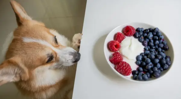 En nyfiken grekisk yoghurt hund kikar fram bakom ett bord mot en skål med bär och yoghurt.