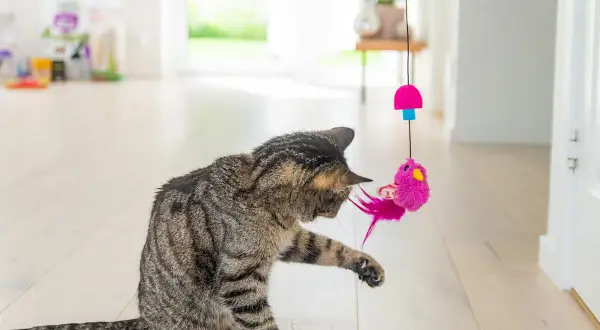 En randig katt leker ivrigt med en rosa fågelleksak som hänger från taket. Äntligen en aktivitet för att motverka att katten blir understimulerad.