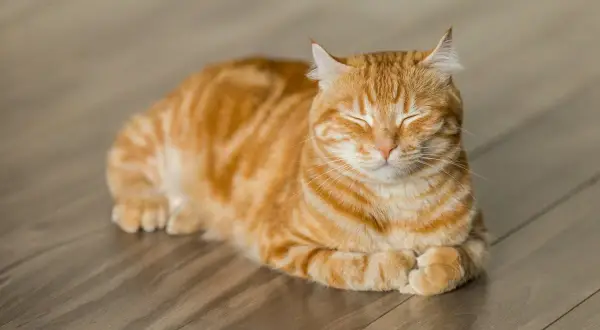 En söt orange randig katt vilar på ett trägolv. Undrar du hur mycket kostar en kattunge?