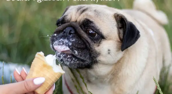 En mops slickar glass, men var försiktig, xylitol är farligt för hundar.