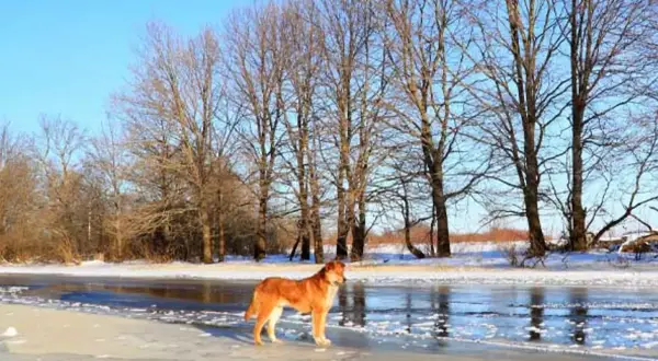 En vacker vinter hund står på isen vid en frusen sjö, omgiven av kala träd under en klarblå himmel.