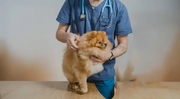 Veterinär undersöker en fluffig Pomeranian, kanske för att utreda en kvalsterallergi hund.