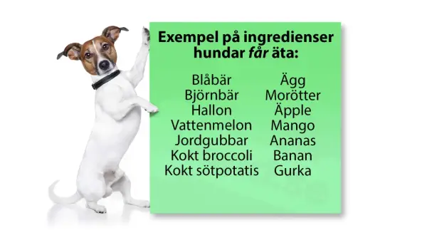 En hund lutar sig mot en grön skylt med texten "Exempel på ingredienser hundar får äta:", där morötter listas som en av dem.