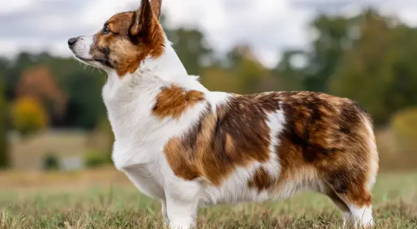 En ståtlig corgi med vackert tigrerad päls och en kort, nästan osynlig corgi svans, står i gräset.