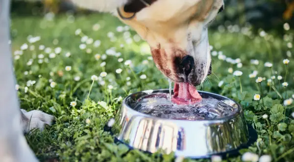 En hund dricker ur en vattenskål i gräset bland små vita blommor.