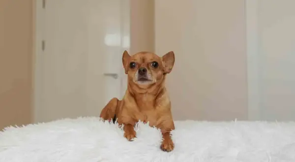 En brun chihuahua ligger på en vit, fluffig yta. Kanske är det dags att få hund att gå upp i vikt med extra god mat?