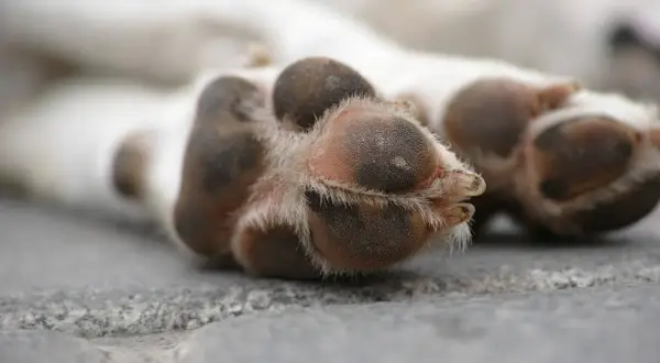 Close-up of a dog's paw pads, showing their texture and surrounding fur.