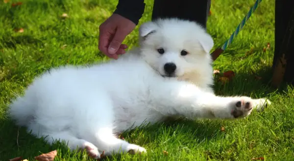 En fluffig vit valp, en av de söta japanska hundarna, ligger på gräset och får en klapp.