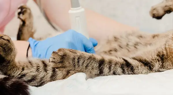 En veterinär gör ultraljud på en gravid katt för att se hur ungarna mår.