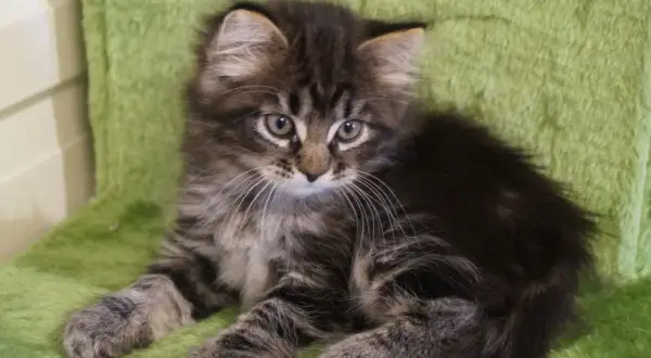 En söt sibirisk skogskatt-kattunge med randig päls sitter på en grön matta.