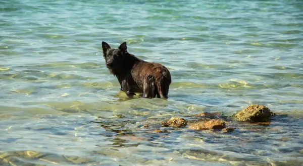 En mörk, blöt hund står i det klara vattnet, en riktig vattensvans hund som njuter av en svalkande stund vid havet.