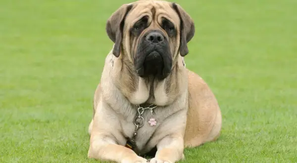 En stor, lugn mastiff hund ligger på en grön gräsmatta.