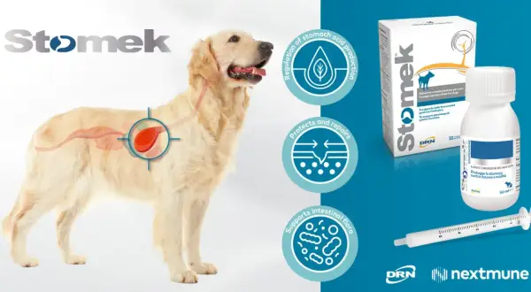 Golden retriever med illustration av magen. Stomek hjälper vid tarminflammation hund symptom, reglerar magsyra och skyddar tarmen.