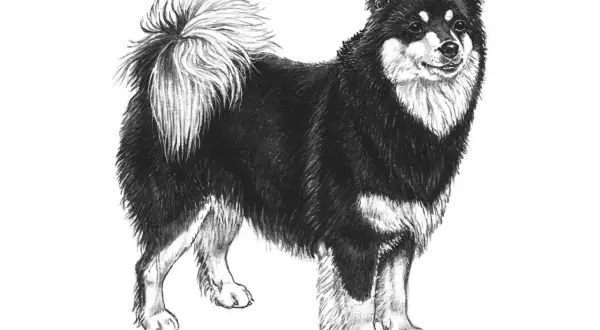 Teckning av en finsk lapphund med fluffig svans. Hundens vikt är typisk för rasen, ca 15-25 kg.