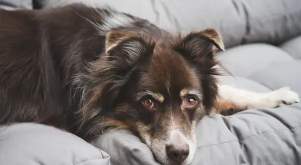 En brun hund vilar på en grå kudde. Ett hotell med djur där hunden verkar trivas.