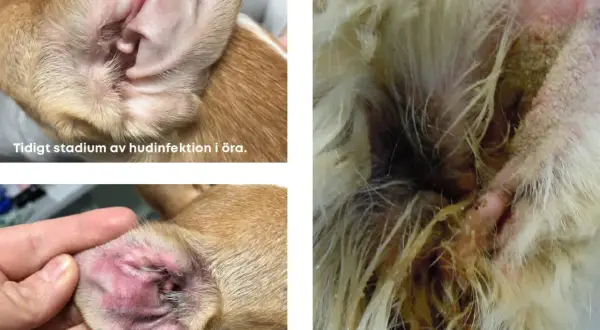 Hundöron visar tidiga, senare och långt gångna stadier av hudinfektion. En hund med dermatit i örat kan behöva veterinärvård.