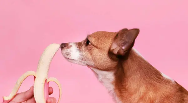 En brun och vit hund nosar nyfiket på en skalad banan mot en rosa bakgrund.