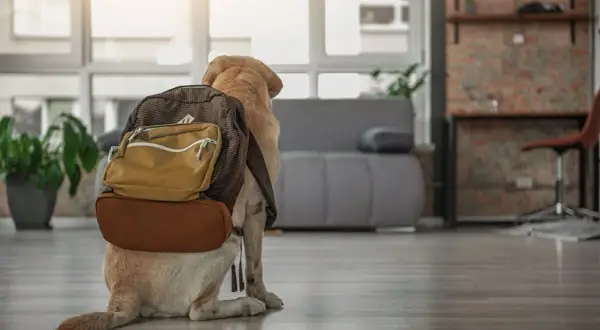 En hund med ryggsäck redo för äventyr. Undrar vad kostar hundpensionat?