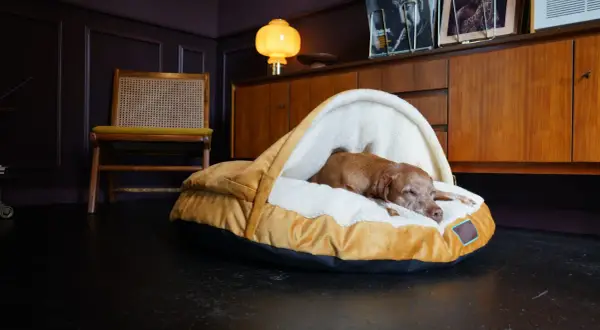 En brun hund sover gott i sin mysiga hundbädd. Frågan är bara var ska hunden sova ikväll?