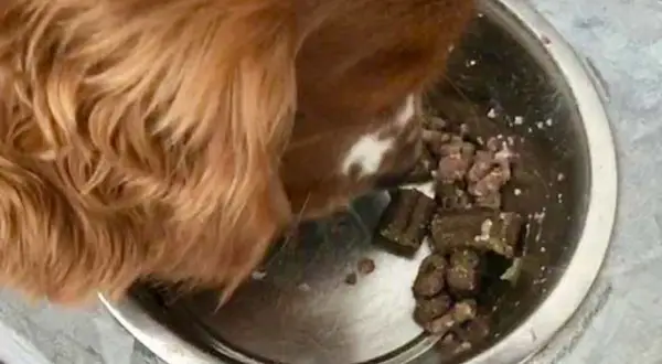 En hund spyr upp maten ur sin matskål.