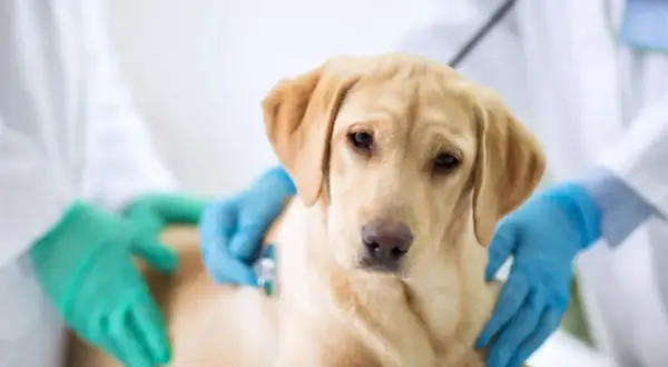 En gul labrador undersöks av veterinär med stetoskop. Hunden kan ha parainfluensa.