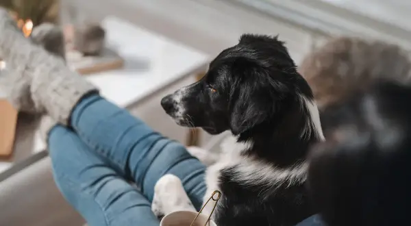 En hund dålig i magen vilar på någons knä. Personen har jeans och tjocka strumpor.