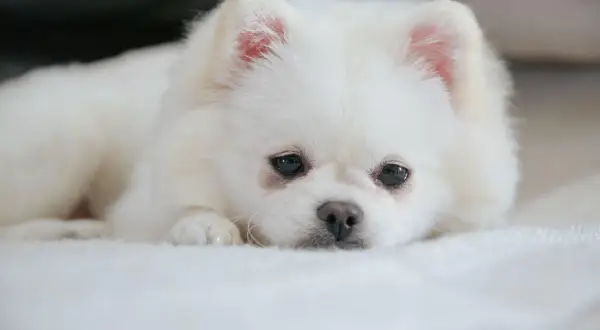 En vit pomeranian vilar på en mjuk filt. Även om den ser söt ut, är det viktigt att känna till vanliga pomeranian sjukdomar för att hålla din hund frisk.