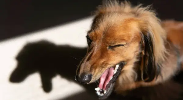 En brun tax med slutna ögon och öppen mun, som om den hostar. Skuggan av en hund syns i bakgrunden. Kanske behöver den hostmedicin hund?